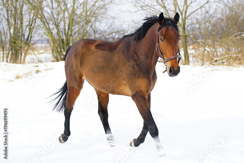 Brown horse with a clipped out coat running outdoors on a snow in winter