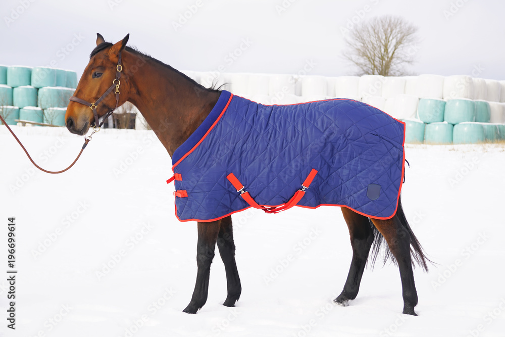 Brown shaved horse covered with a blanket staying and posing on a snow in winter - obrazy, fototapety, plakaty 