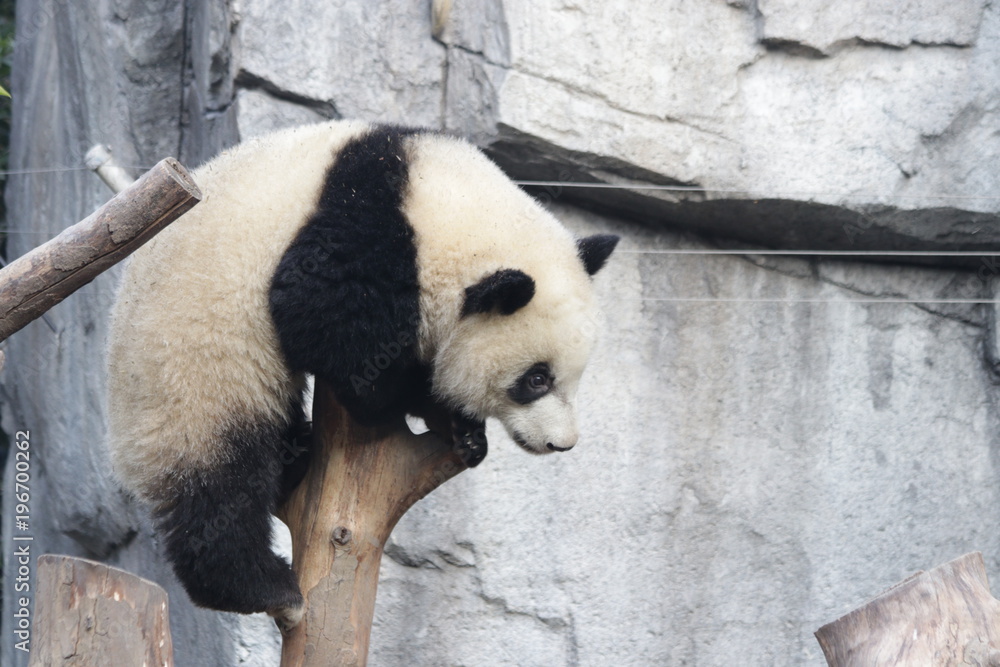 Fototapeta premium Little Panda Cub playing on the Tree, Chengdu, China