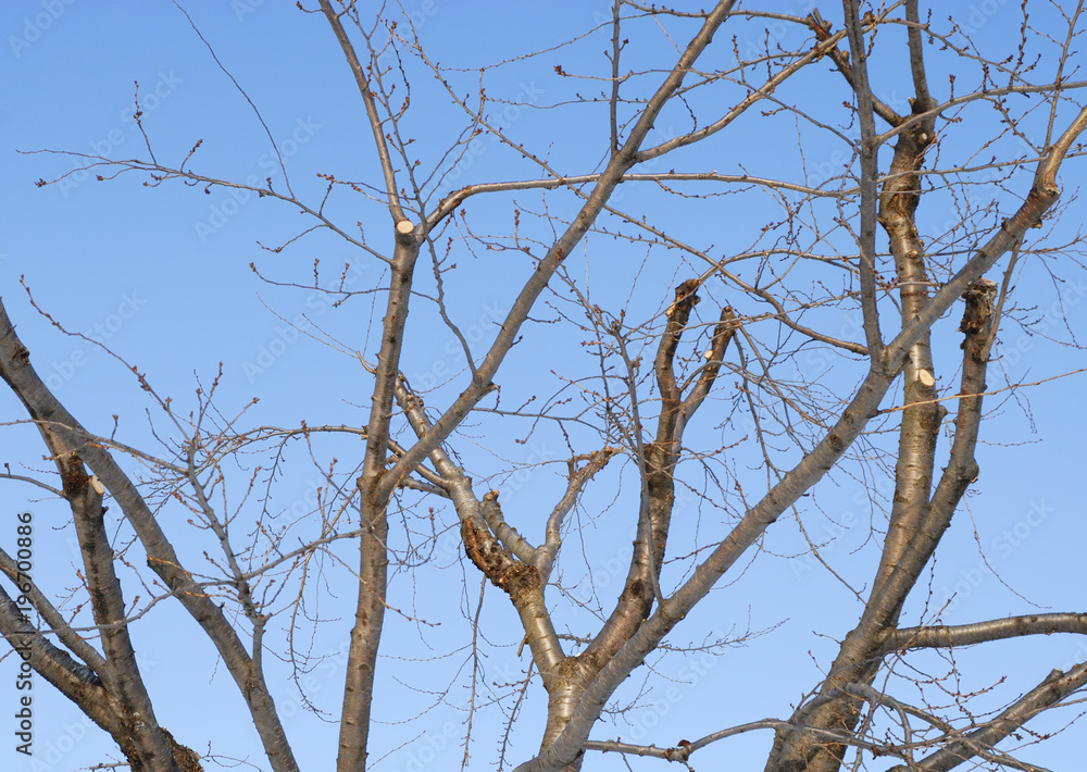 冬 桜の木 空 素材 冬 桜の木 空 素材