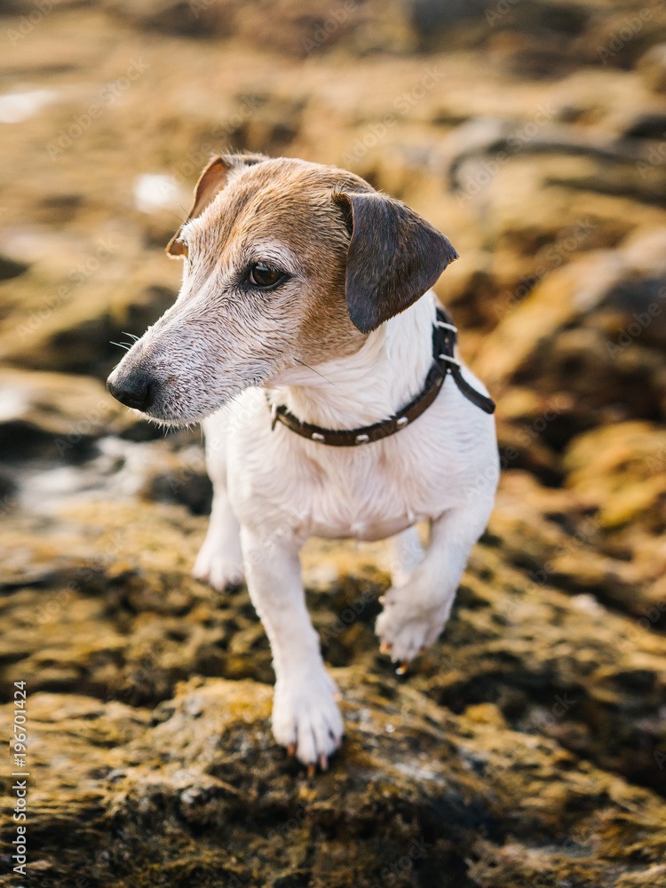 Dog posing on stone Dog posing on stone
