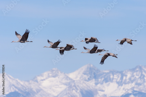 Billede på lærred Migrating Greater Sandhill Cranes in Monte Vista, Colorado