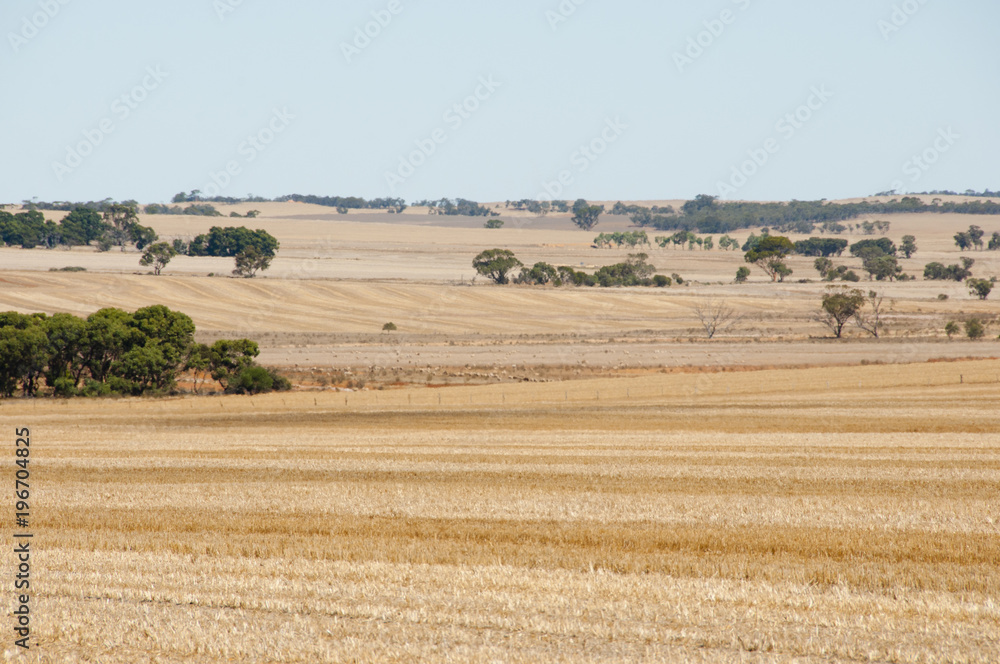 Harvested Wheat Fields - Australia
