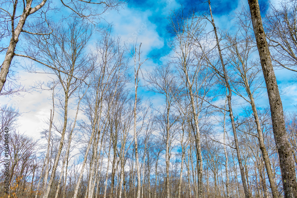 Winter Sky Winter Sky