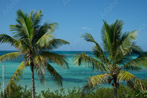 Looking at Bahia Honda through two Coconut trees