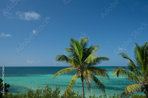 Coconut trees and the beautiful Bahia Honda colorful bay