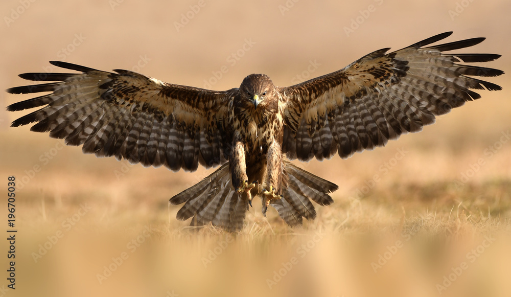 Common buzzard (Buteo buteo) - obrazy, fototapety, plakaty 