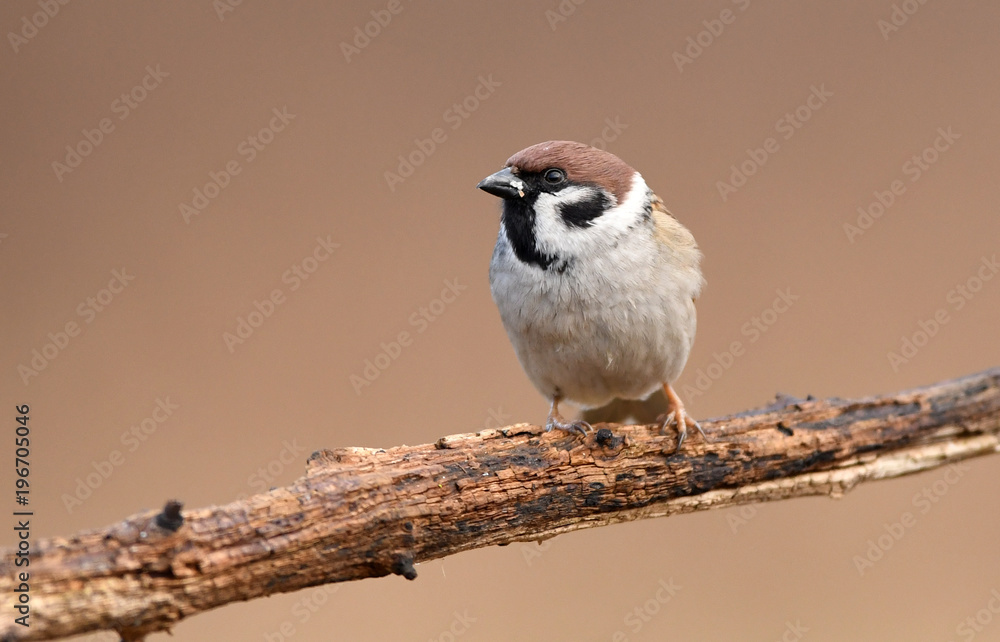 Tree sparrow (Passer montanus) Tree sparrow (Passer montanus)