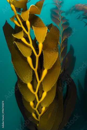 Giant Kelp photo