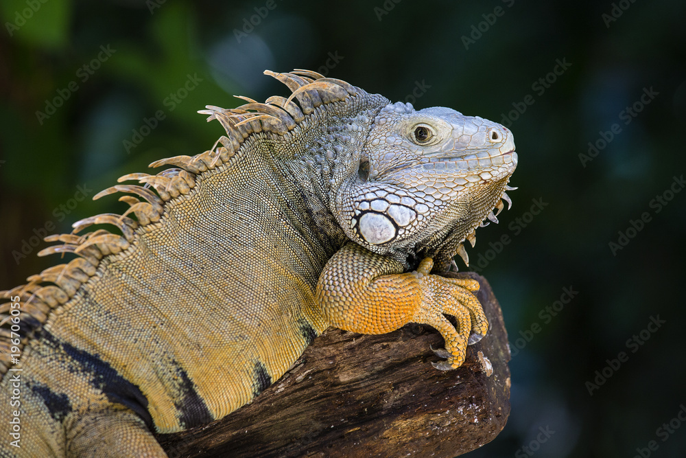Head of iguana in nature