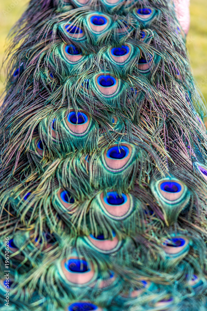 Fototapeta premium Close up of a Peafowl tail.
