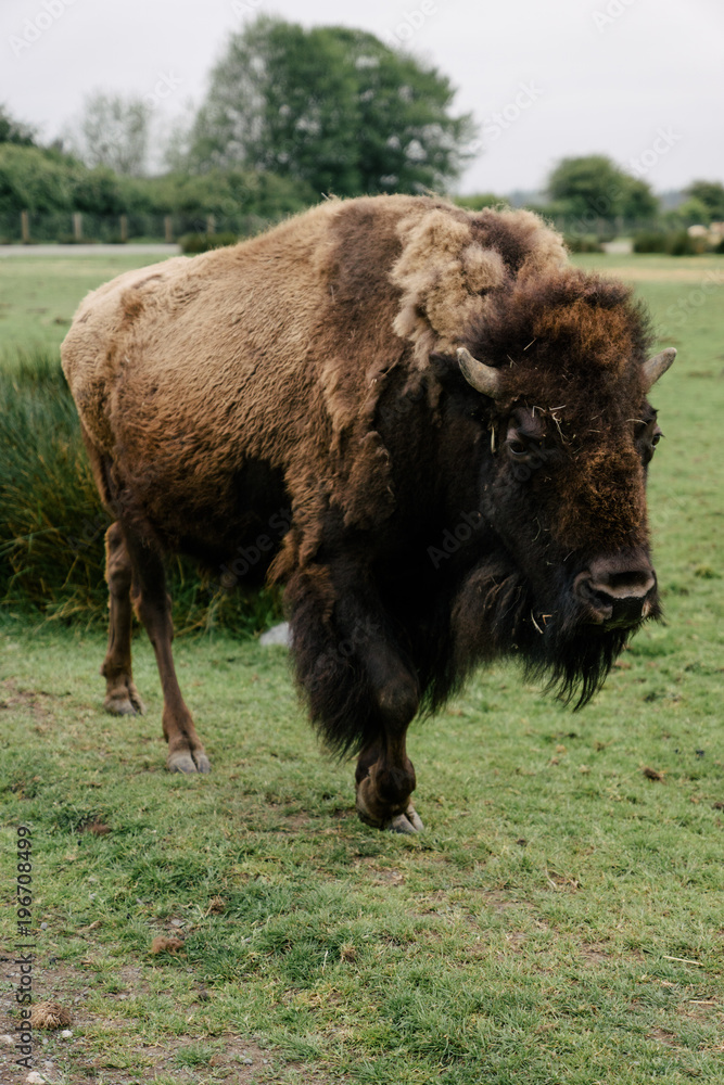 Wild buffalo in nature