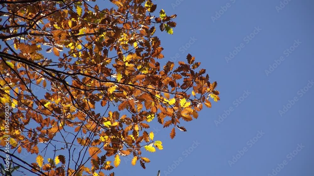 Golden autumn leaves, serene blue sky Golden autumn leaves, serene blue sky