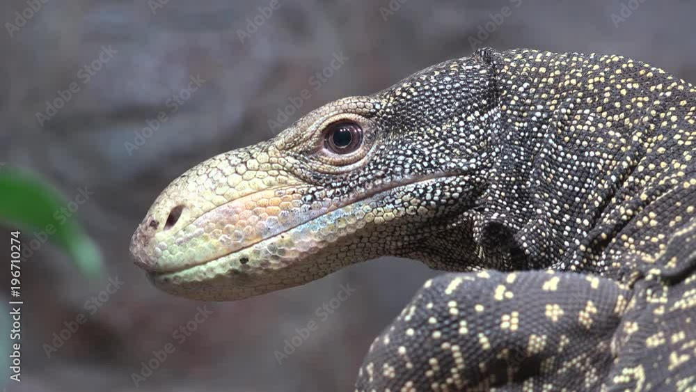 Close up portrait of monitor lizard still, just eye blinking Stock ビデオ
