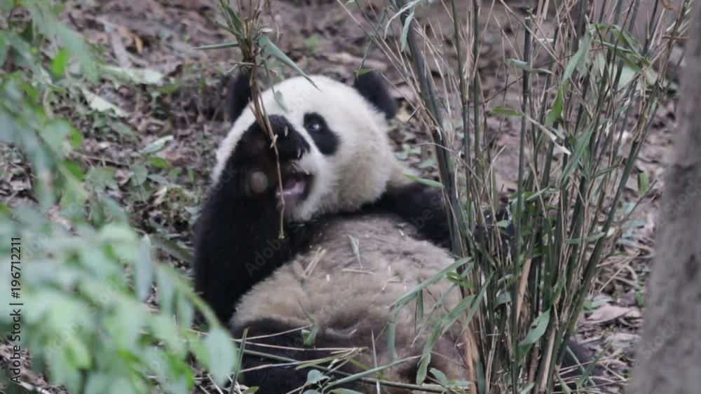 Fluffy Giant Panda Cub Laying on the Ground and Eating Bamboo Leaves, China Fluffy Giant Panda Cub Laying on the Ground and Eating Bamboo Leaves, China