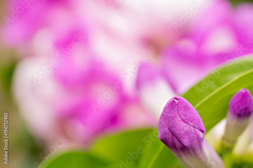 Velvety purple bud against a vibrant pink and green foliage background.