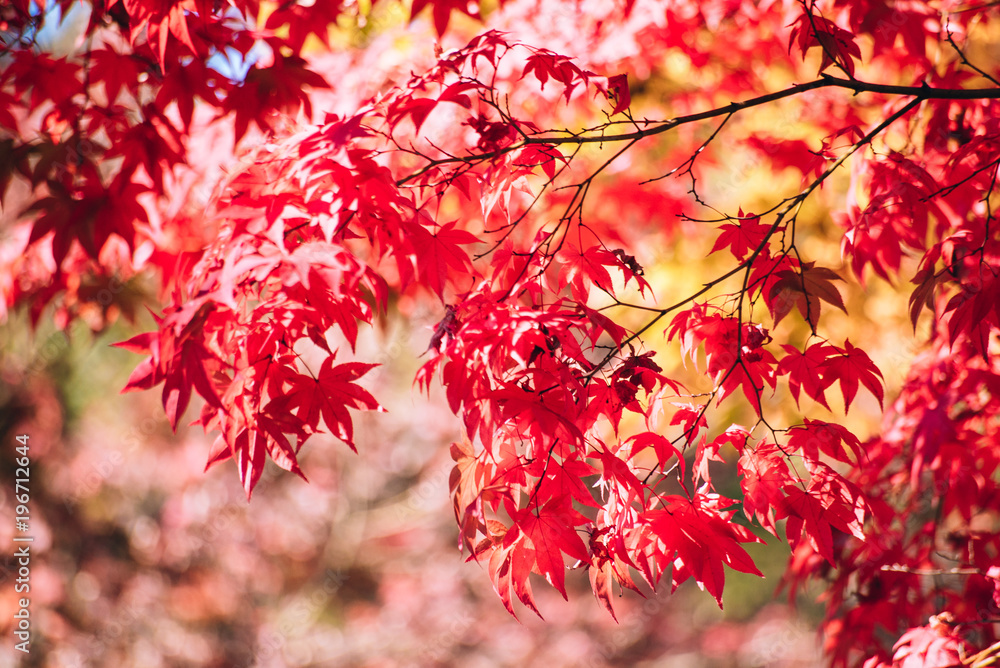 Red maple leaves in autumn season with sky blurred background, taken from Japan. Red maple leaves in autumn season with sky blurred background, taken from Japan.