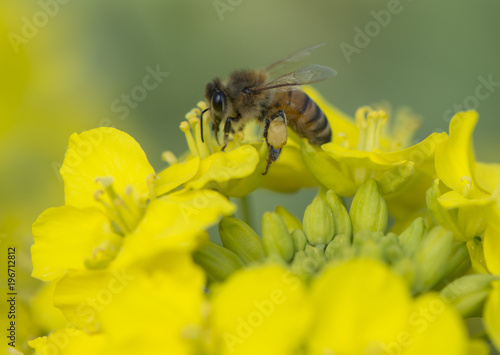 蜜蜂と菜の花 © 誠 都築
