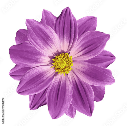 Pink  flower daisy on a white isolated background with clipping path. Closeup. Nature.