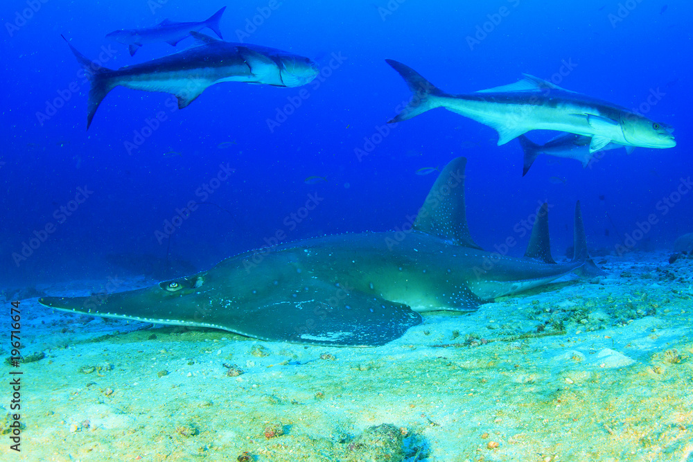 Fototapeta premium Giant Guitarfish (Shovelnose Ray) Guitar shark 