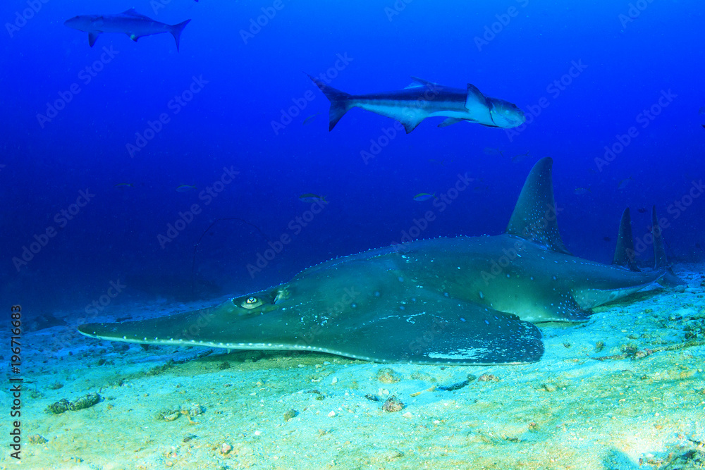 Fototapeta premium Giant Guitarfish (Shovelnose Ray) Guitar shark 