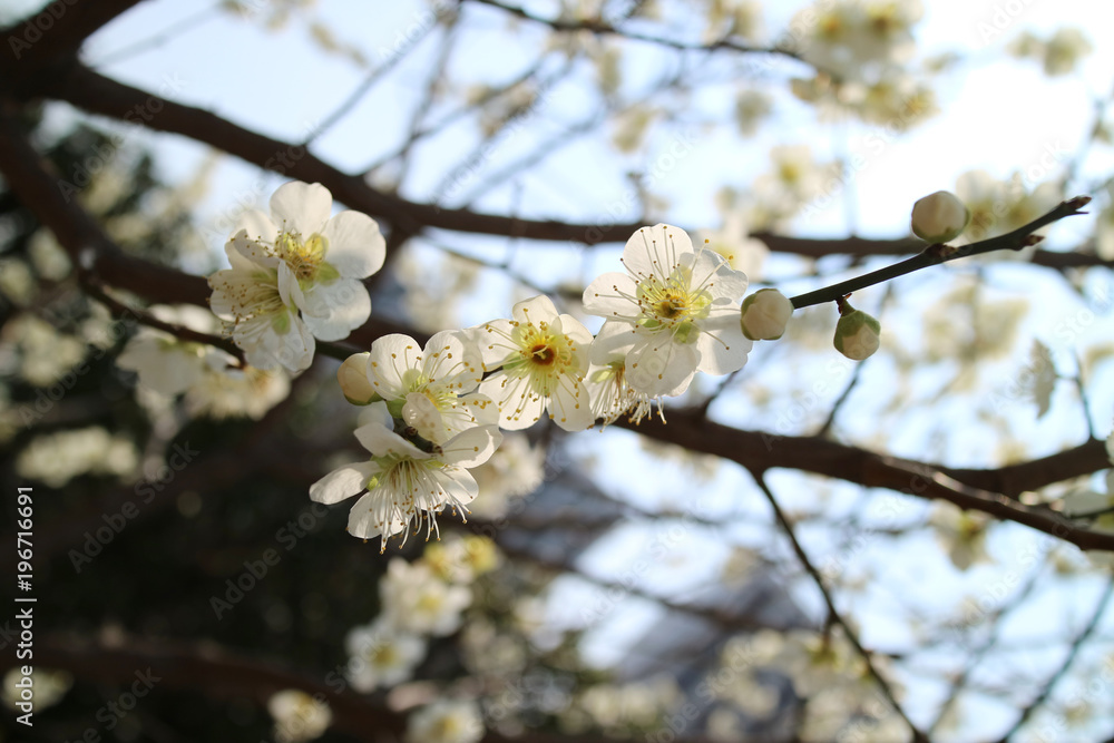 Plum to signal the beginning of spring Plum to signal the beginning of spring