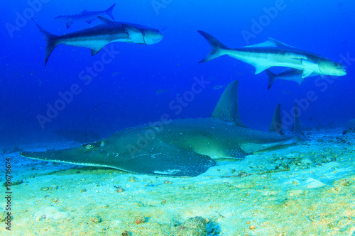Giant Guitarfish (Shovelnose Ray) Guitar shark  © Richard Carey