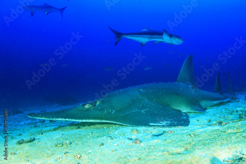 Giant Guitarfish  Shovelnose Ray  Guitar shark 