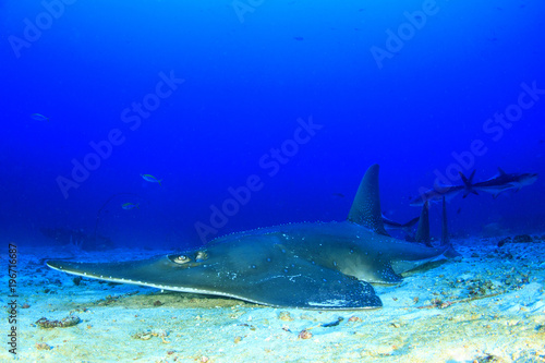 Giant Guitarfish (Shovelnose Ray) Guitar shark 