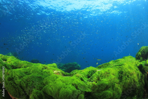 Underwater green grass blue water