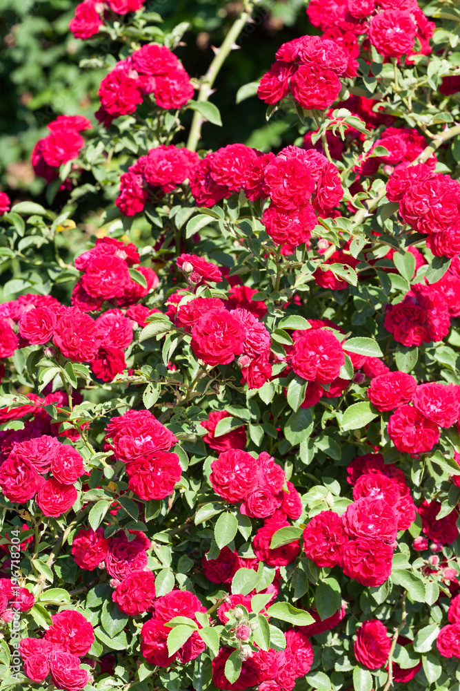 zum verlieben wunderschöne Rosen in allen Farben und Formen als Nahaufnahmen für Broschüre oder Kataloge zum verlieben wunderschöne Rosen in allen Farben und Formen als Nahaufnahmen für Broschüre oder Kataloge
