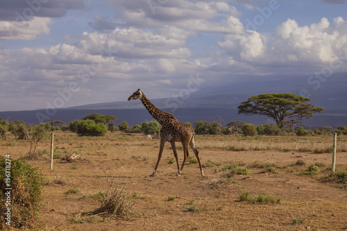 Giraffe in Tsavo West National Park, Kenya.
