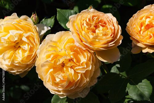 zum verlieben wunderschöne Rosen in allen Farben und Formen als Nahaufnahmen für Broschüre oder Kataloge