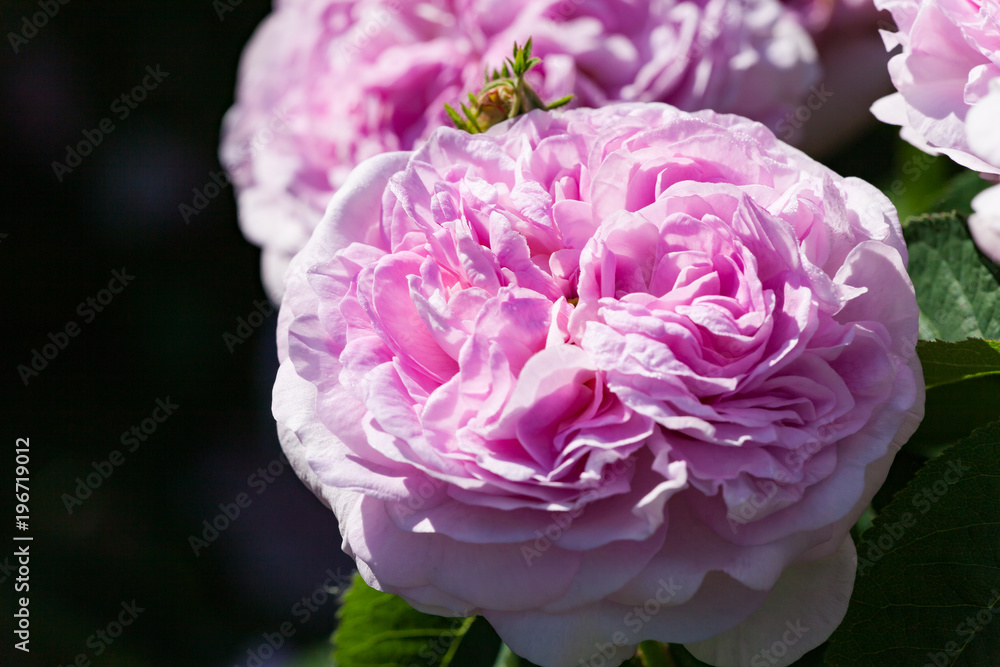 zum verlieben wunderschöne Rosen in allen Farben und Formen als Nahaufnahmen für Broschüre oder Kataloge zum verlieben wunderschöne Rosen in allen Farben und Formen als Nahaufnahmen für Broschüre oder Kataloge