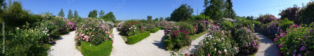 zum verlieben wunderschöne Rosen in allen Farben und Formen als Panorama