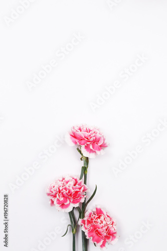 Pink carnation on white background. Flat lay, top view minimal festive spring flower background.