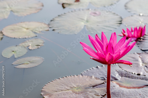 Pink lotus floating on the lake in Thailand