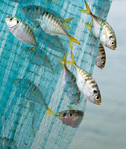 Sea fish caught on the net. photo