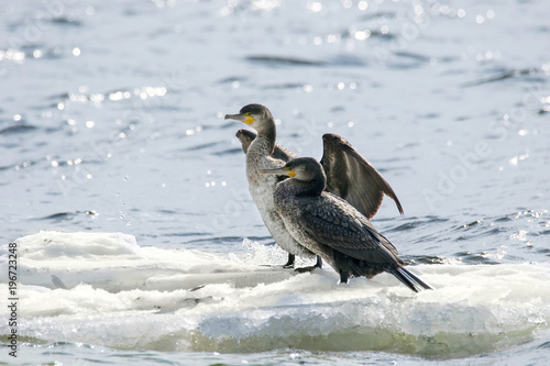  bird of Phalacrocorax auritus floating on an ice floe on a river