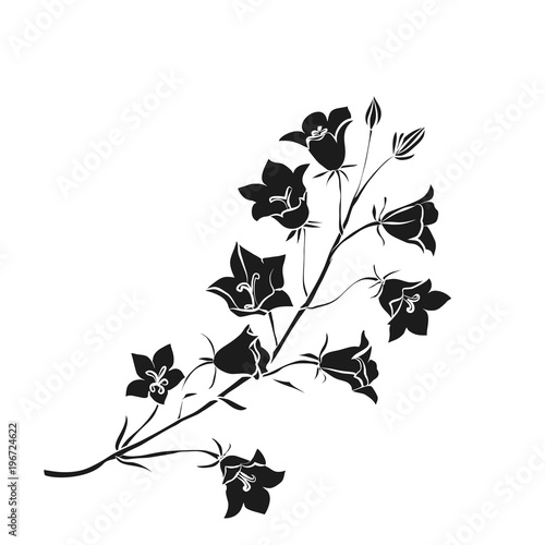 Black Silhouette Campanula .