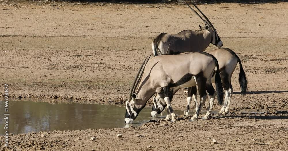 Gemsbok antelopes (Oryx gazella) drinking water, Kalahari desert, South Africa Gemsbok antelopes (Oryx gazella) drinking water, Kalahari desert, South Africa