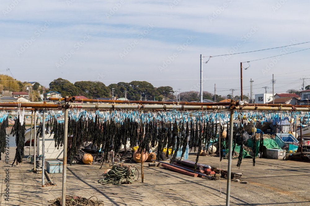 Fototapeta premium わかめ干し