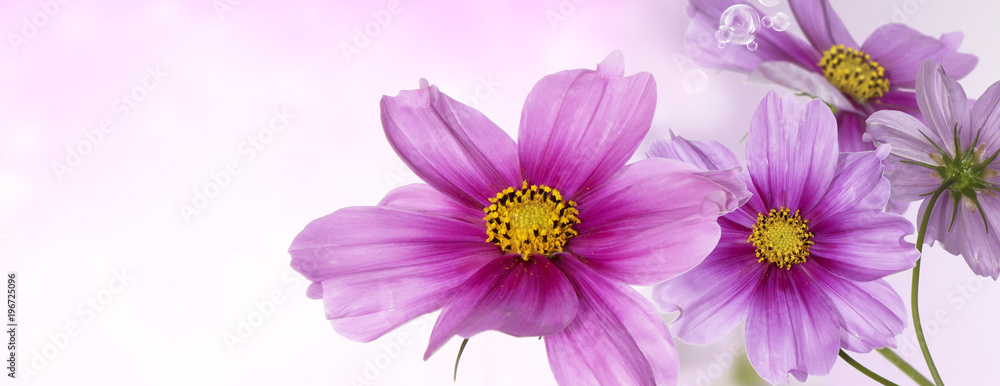 flowers background banner flowers background banner
