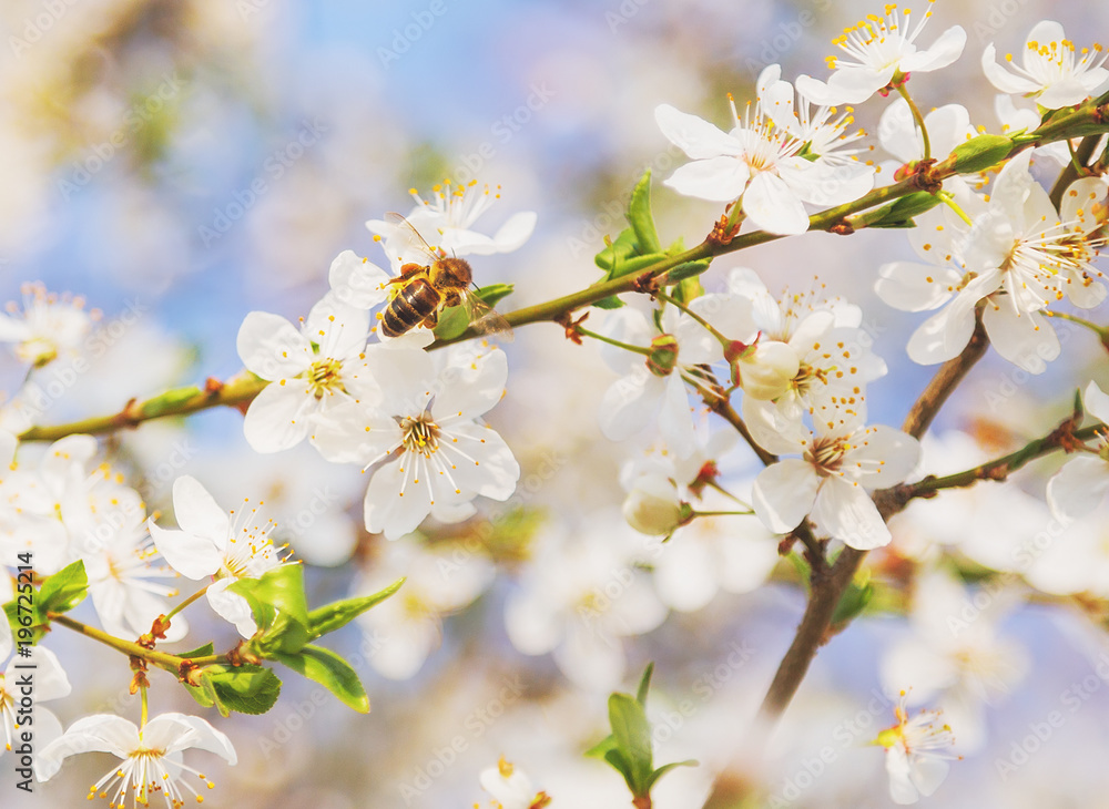 Bee in White cherry blossoms flowers branch Spring abstract