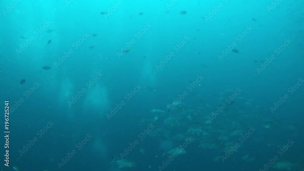Underwater background with fish and scuba divers in blue sea, natural light Underwater background with fish and scuba divers in blue sea, natural light