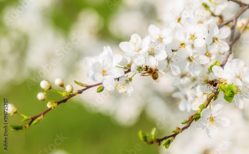 Honey bee flying to the White blooming flowers