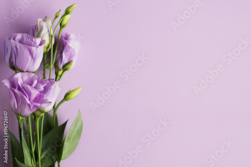 Beautiful flower of eustoma, lisianthus. Purple background