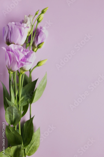 Beautiful flower of eustoma, lisianthus. Purple background
