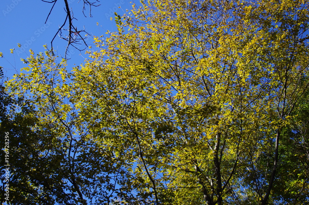 青空と紅葉 青空と紅葉