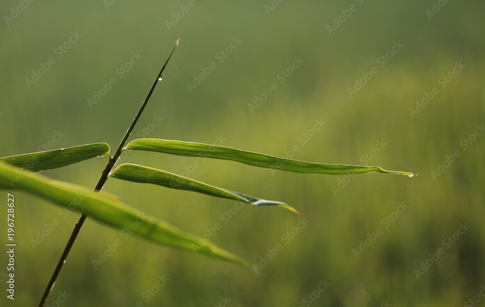 green green